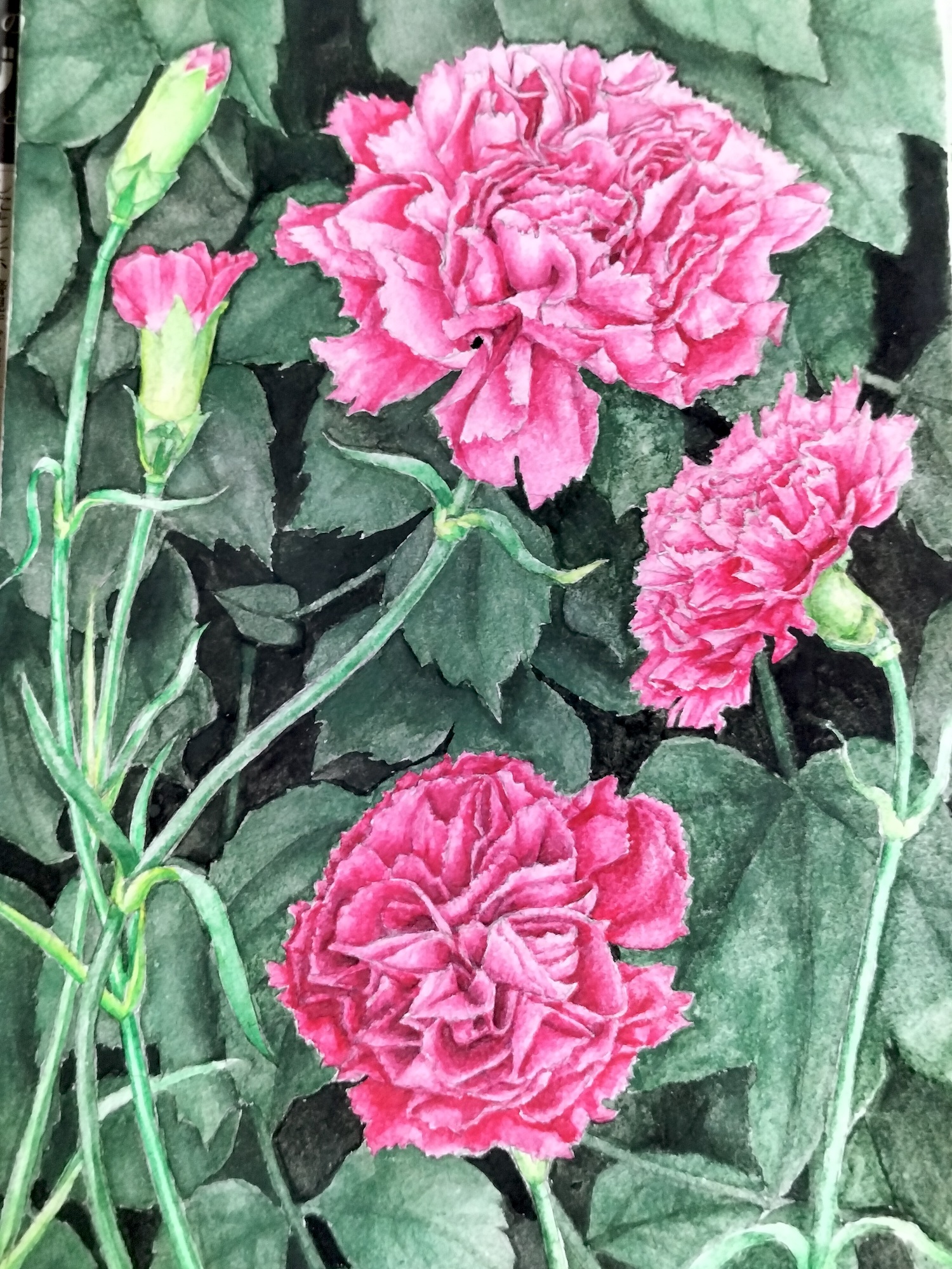 【絵画】ボタニカルアート　「カーネーション」原画 ボタニカルアート 「カーネーション」原画 【公式通販】