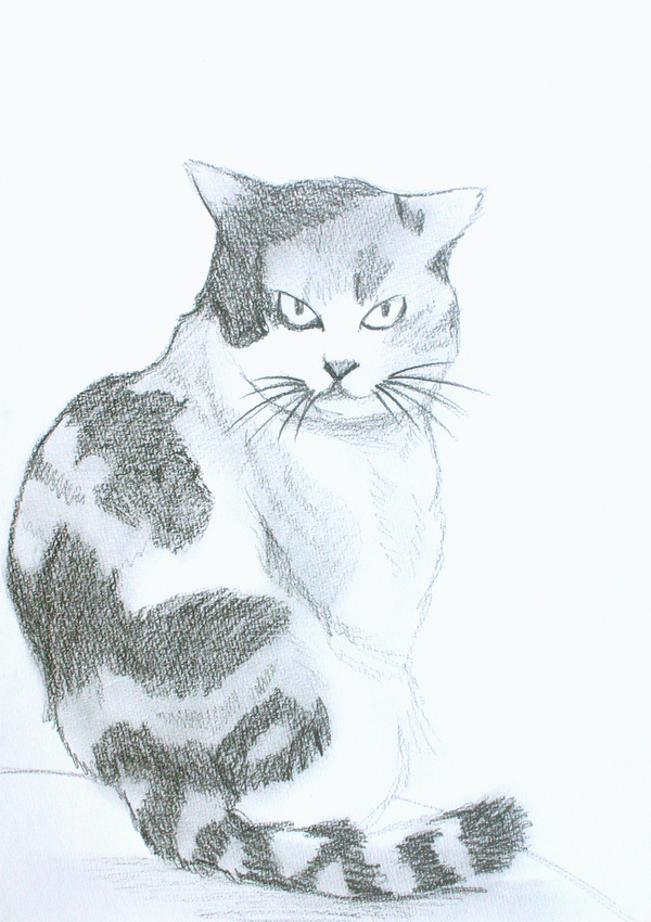 三毛猫デッサン — Artmeter™