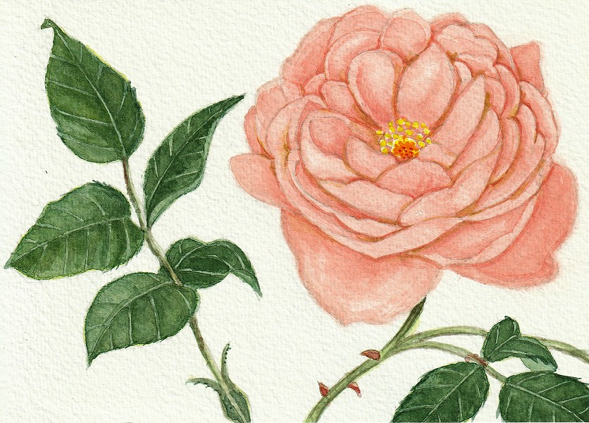 ピンクの薔薇 — Artmeter™