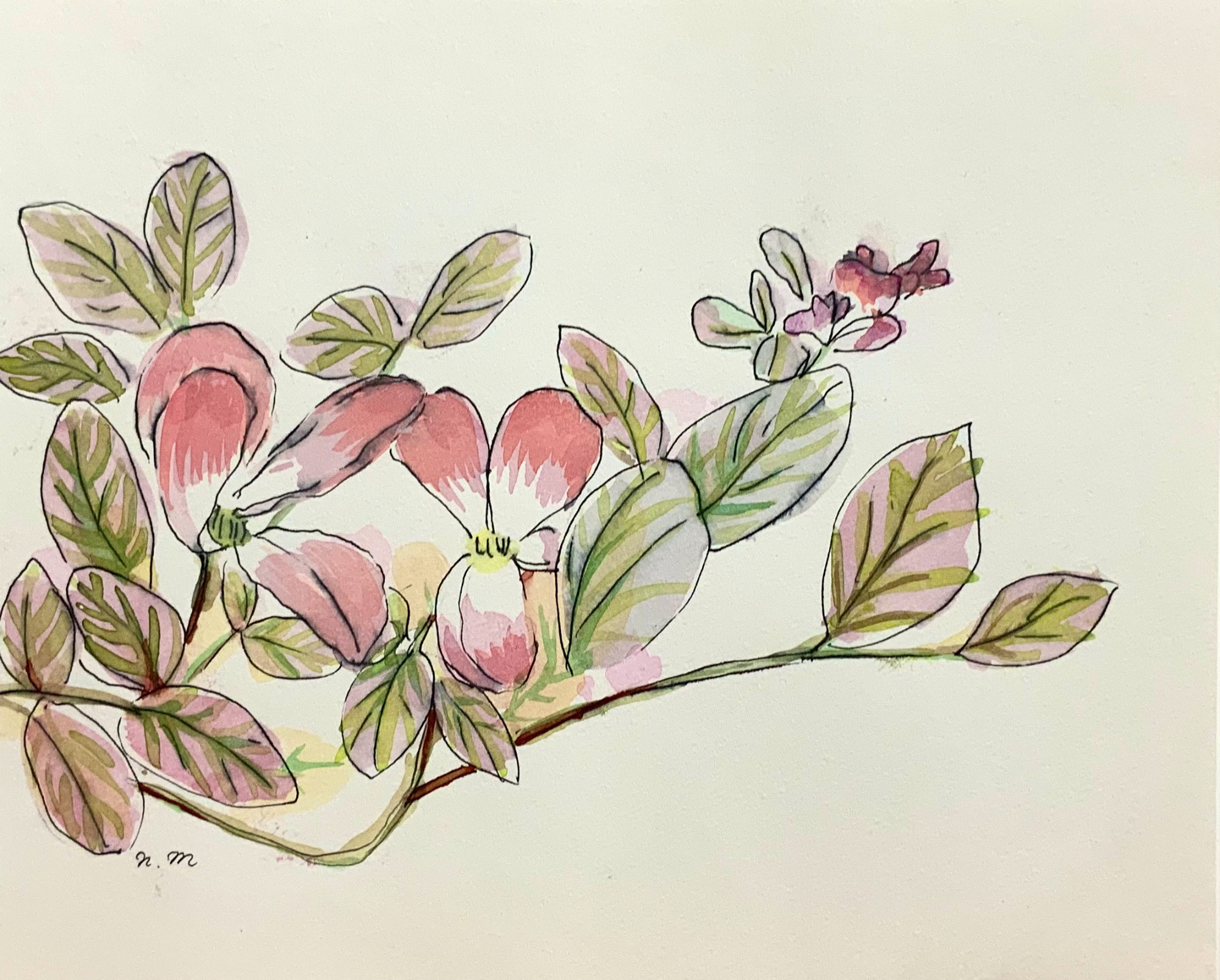 【絵画】ボタニカルアート「アメリカハナミズキ」原画 ハナミズキ — Artmeter™