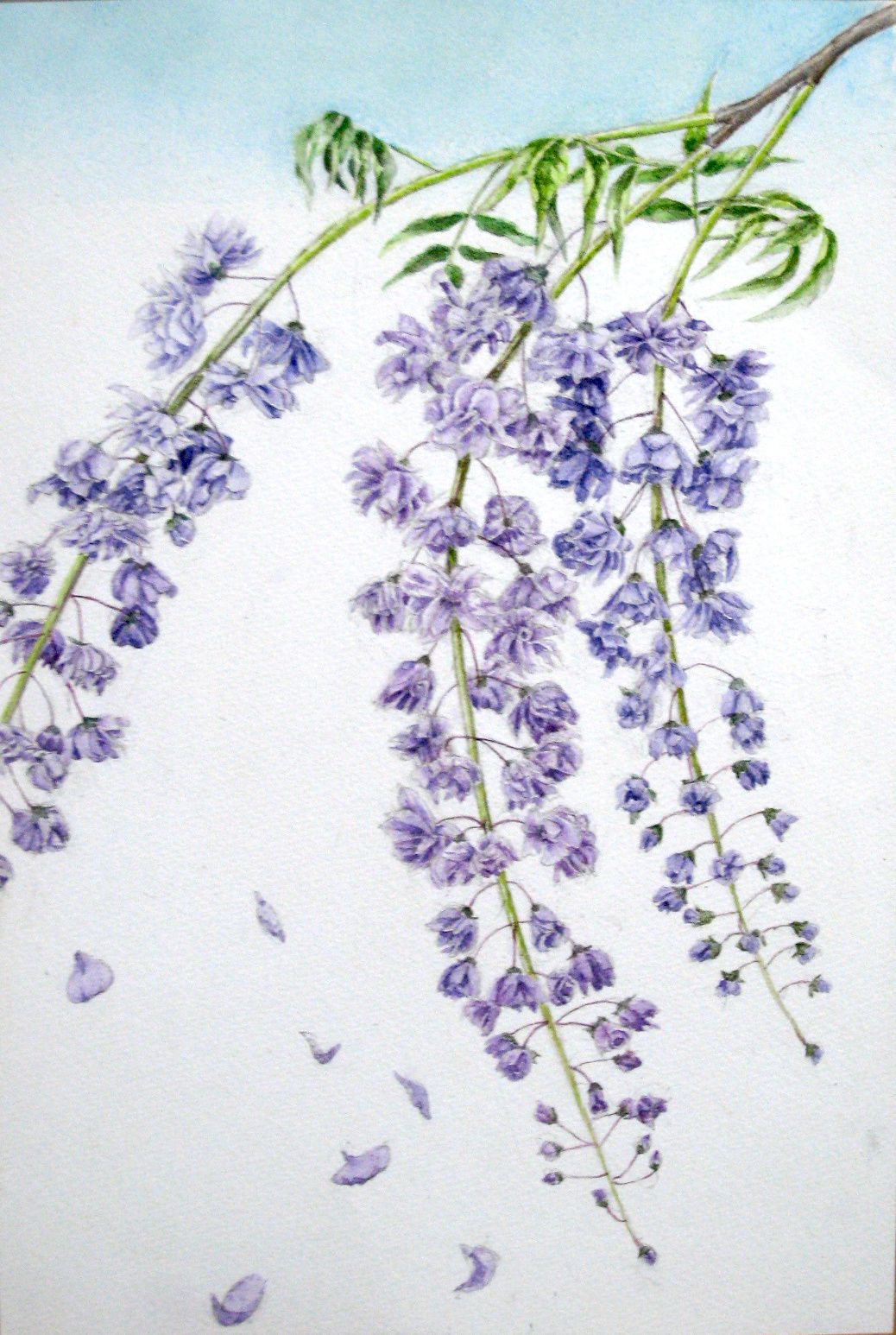 藤の花 — Artmeter™